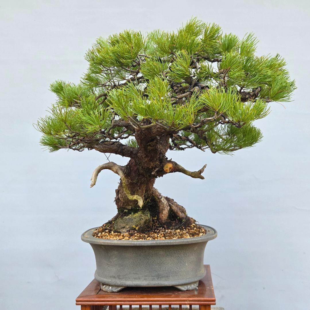 五葉松　[半懸崖]　大品盆栽