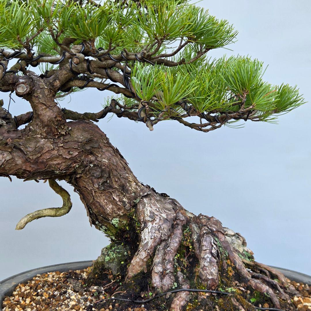 五葉松　[半懸崖]　大品盆栽