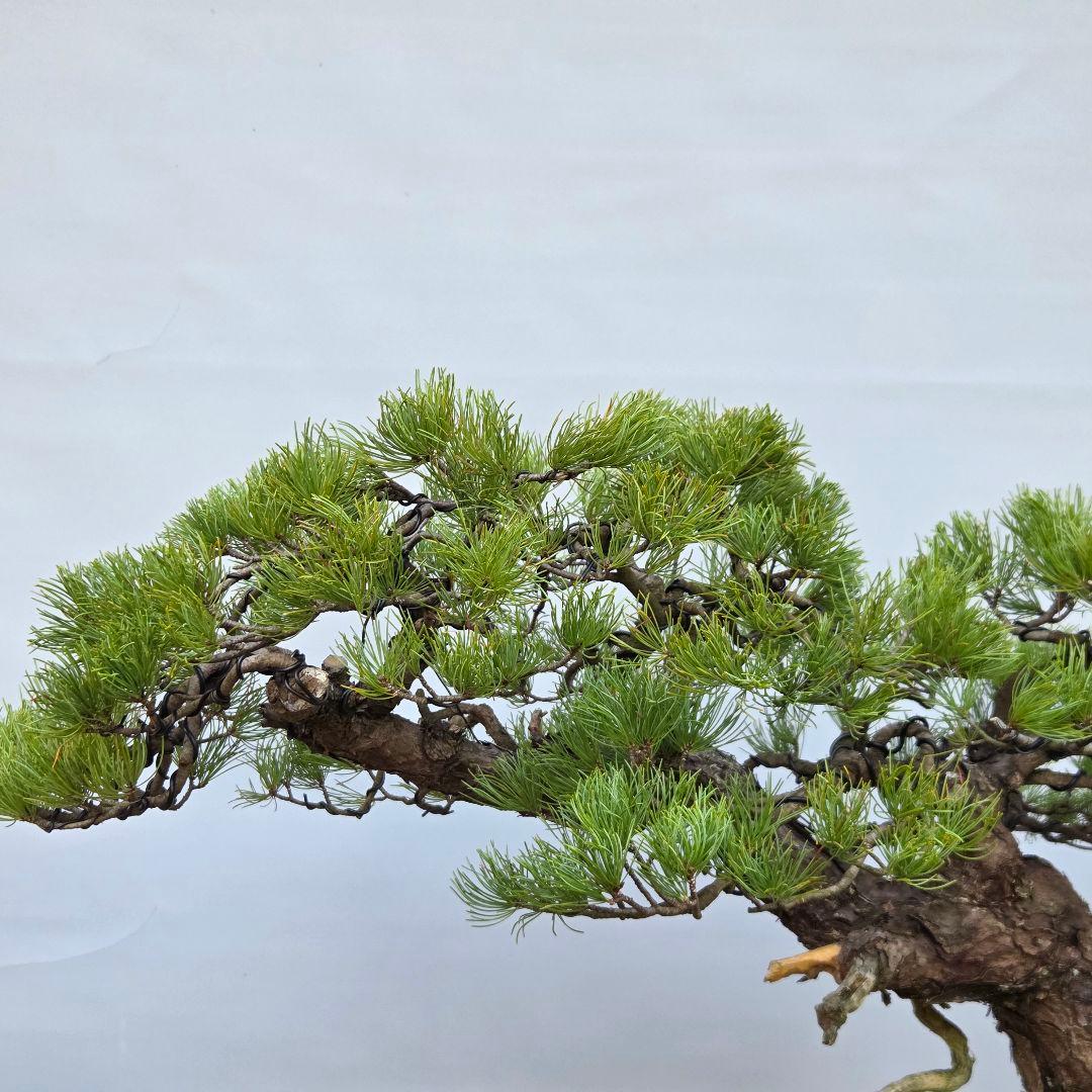 五葉松　[半懸崖]　大品盆栽