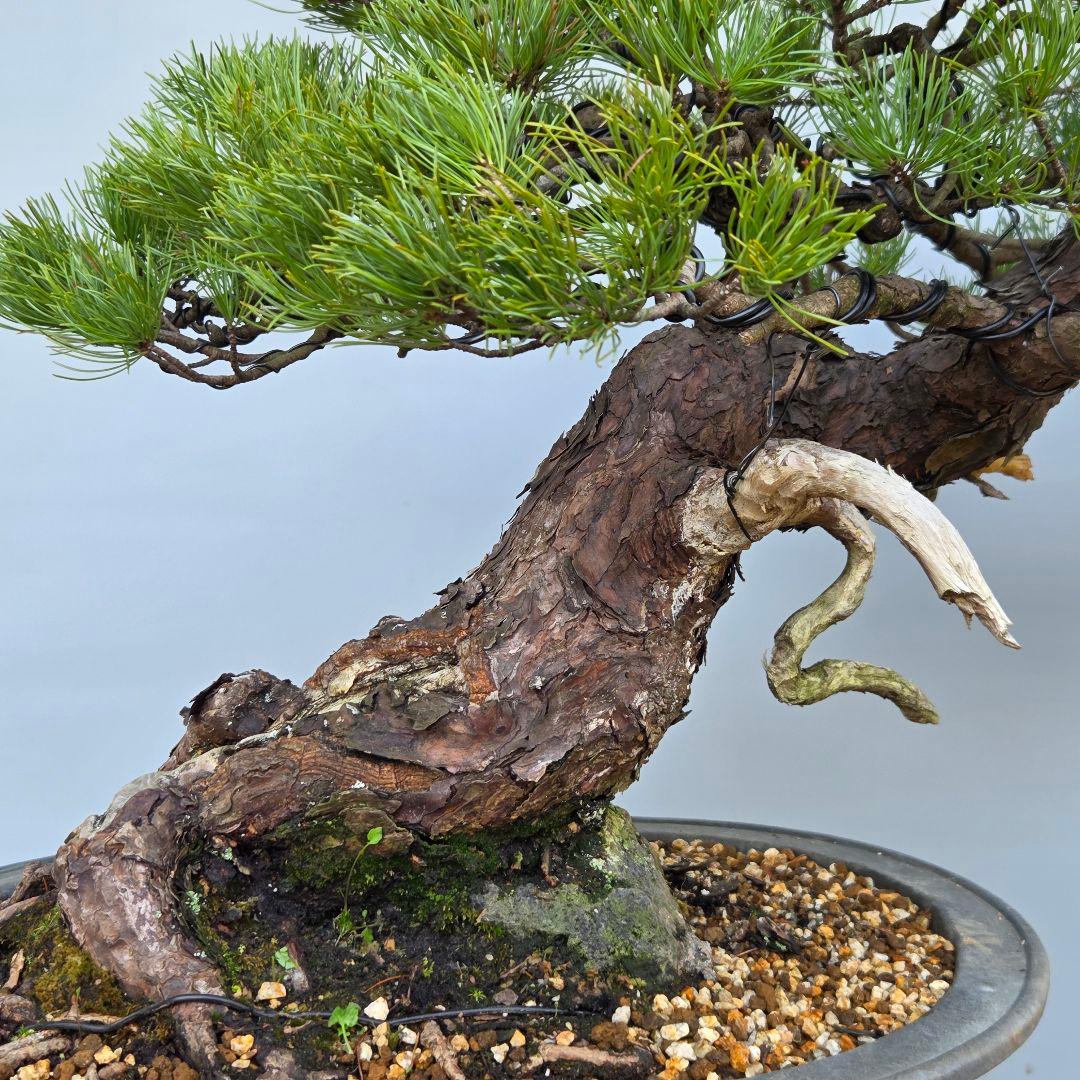 五葉松　[半懸崖]　大品盆栽