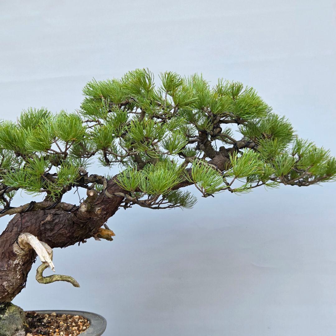 五葉松　[半懸崖]　大品盆栽