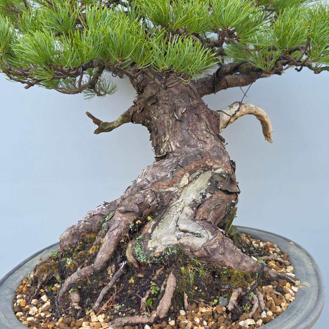 五葉松　[半懸崖]　大品盆栽