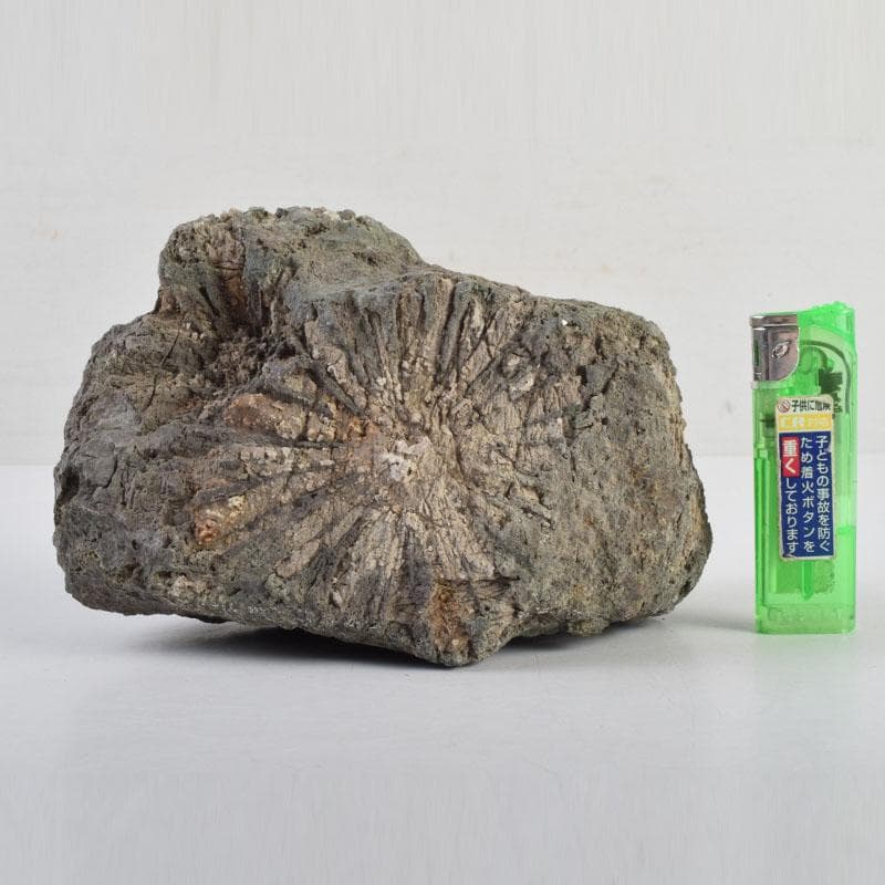 天然石　鑑賞石　菊花石　置物　重さ約1929g　C　8881