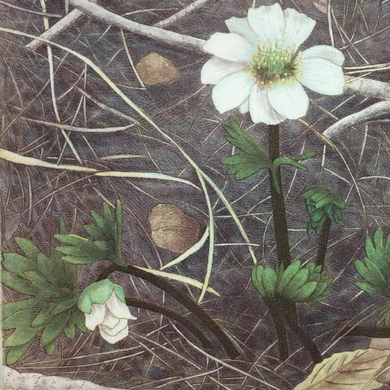 ☆和田裕子☆「ヒダカソウ」銅版画　A.P　新品額！