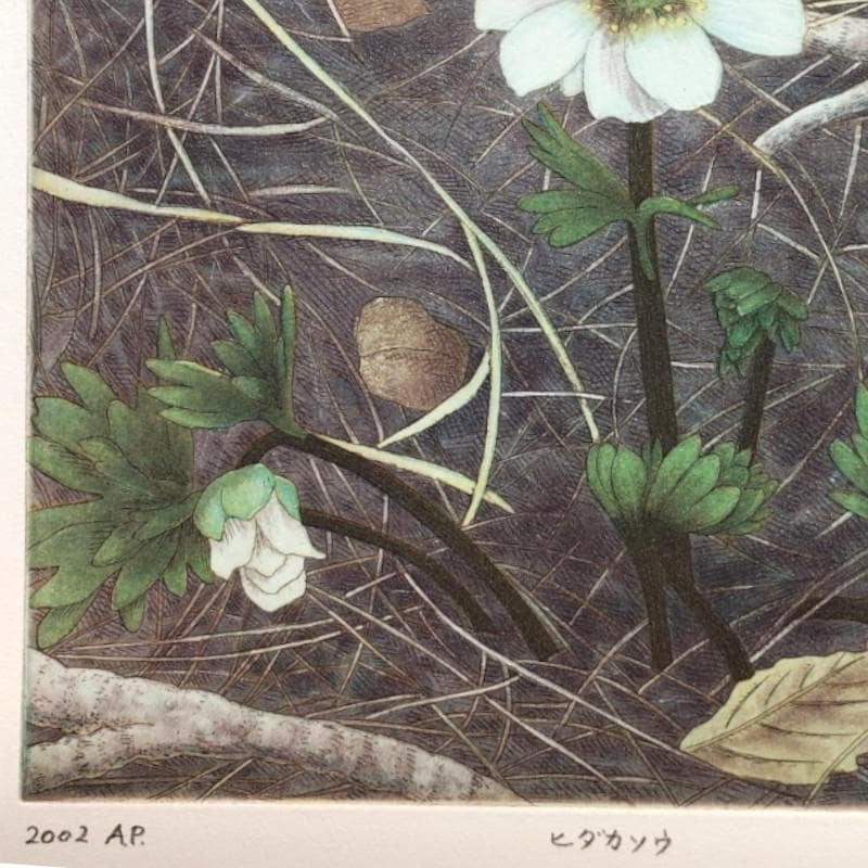 ☆和田裕子☆「ヒダカソウ」銅版画　A.P　新品額！