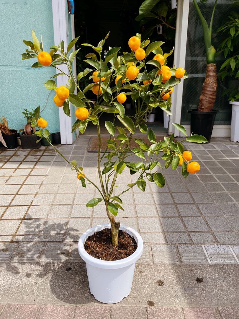 カラマンシー　(フィリピンレモン) 実付き　送料無料