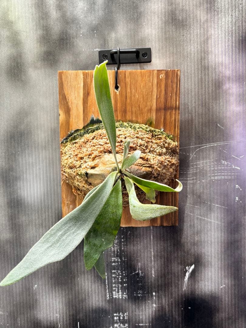 ビカクシダ P.FSQ vp#5 Inflames pup