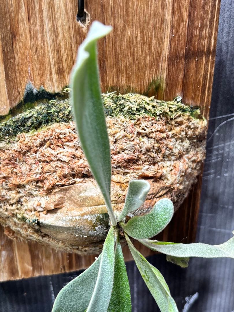 ビカクシダ P.FSQ vp#5 Inflames pup