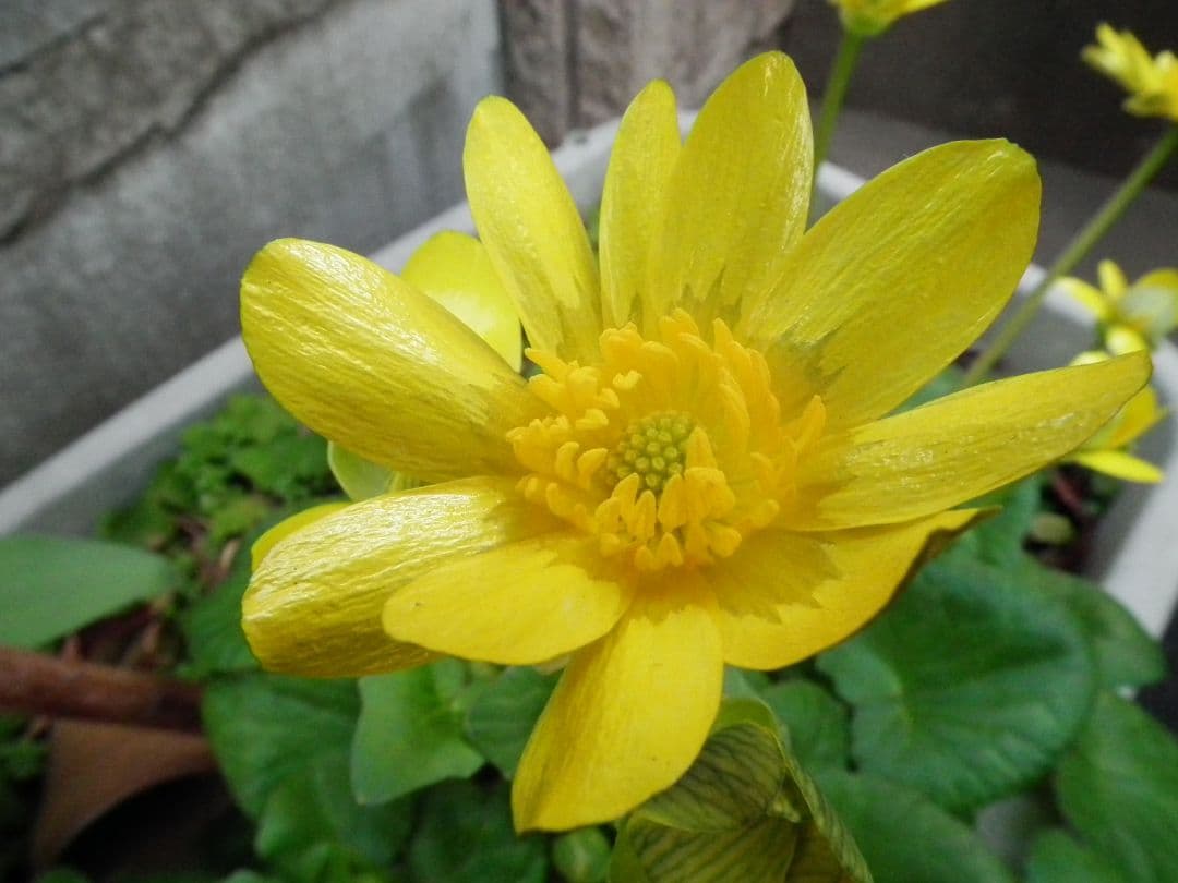 FINPIX HS 10　30倍　本体のみ