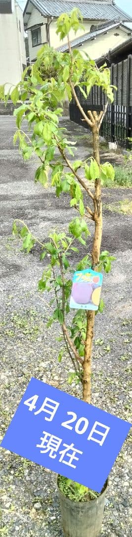 すもも　貴陽　植木