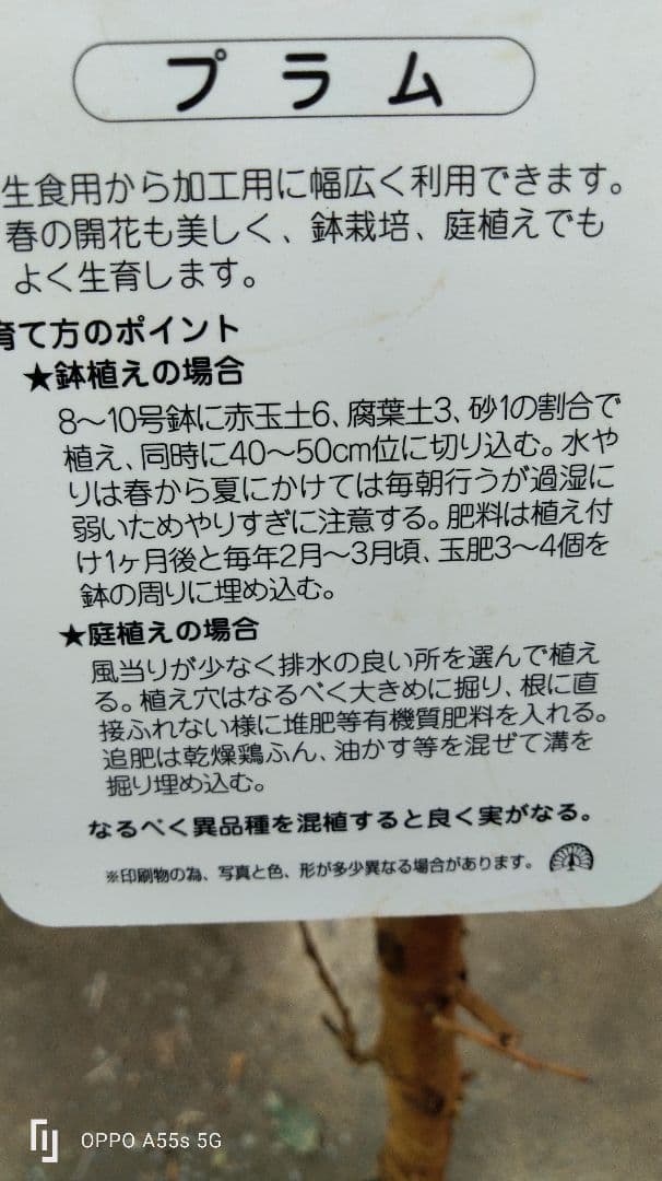 すもも　貴陽　植木