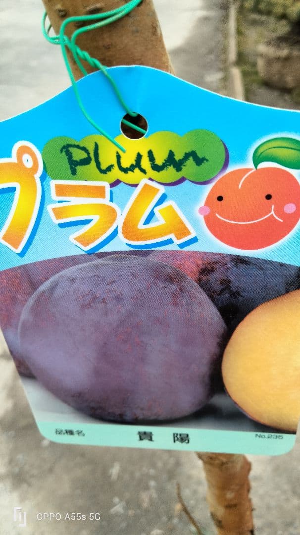 すもも　貴陽　植木