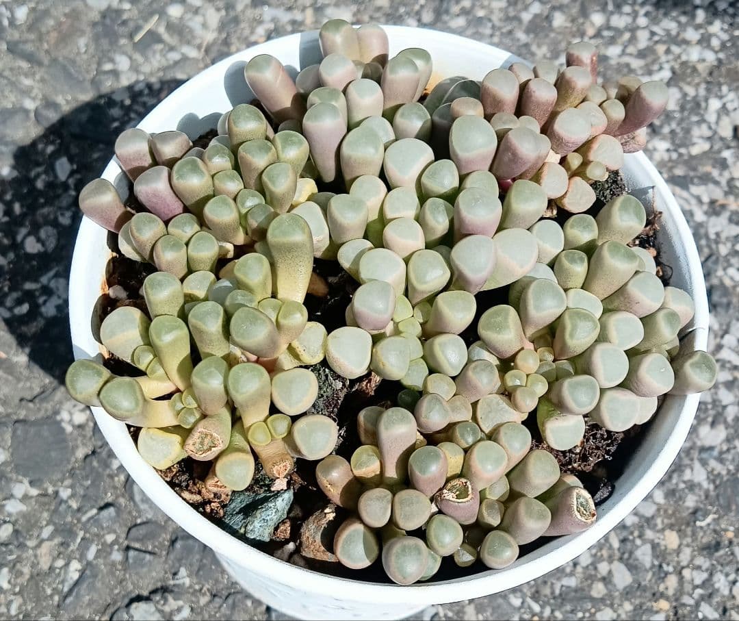 五十鈴錦　多肉植物