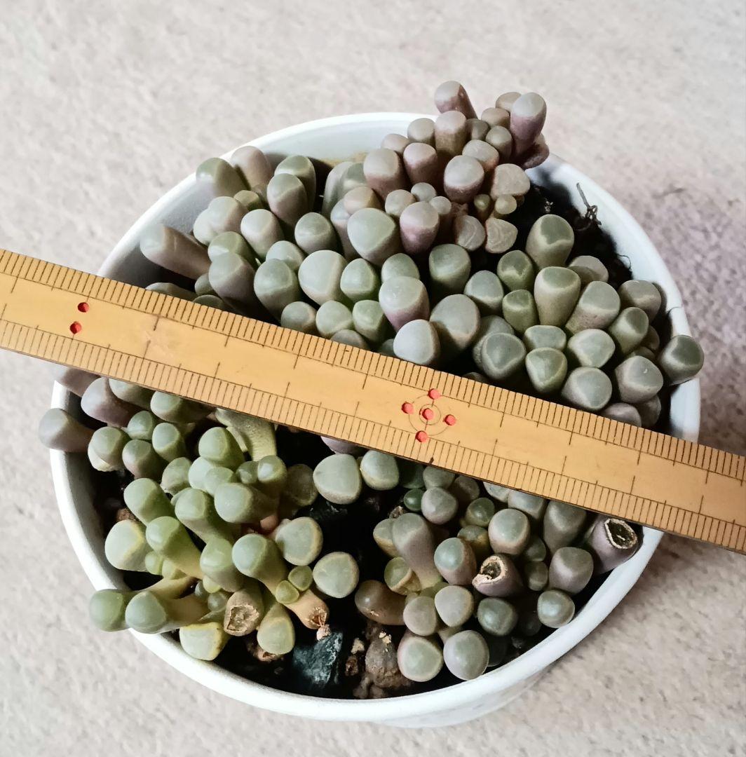五十鈴錦　多肉植物