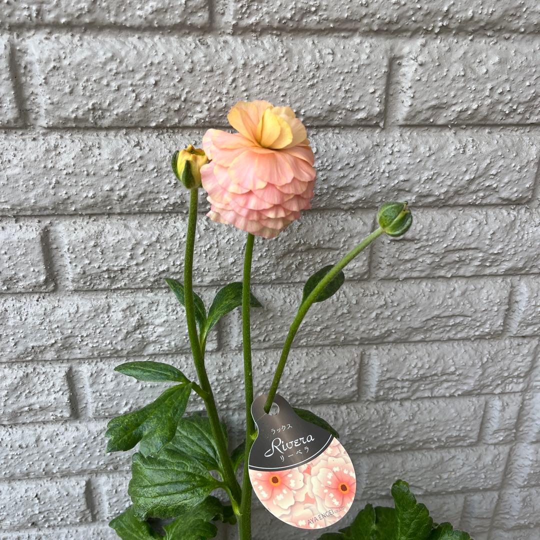 ラナンキュラス ラックス リーベラ