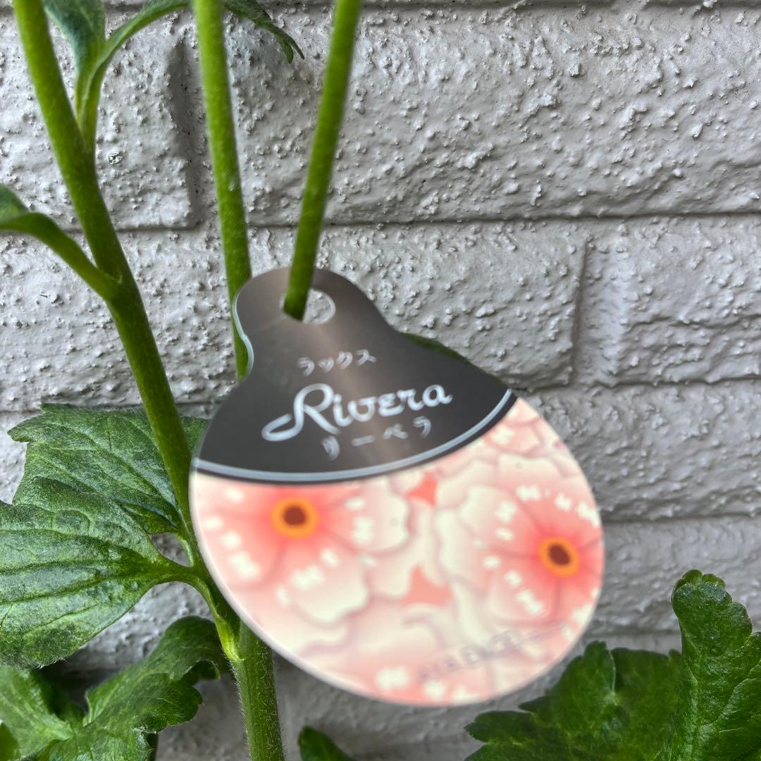 ラナンキュラス ラックス リーベラ