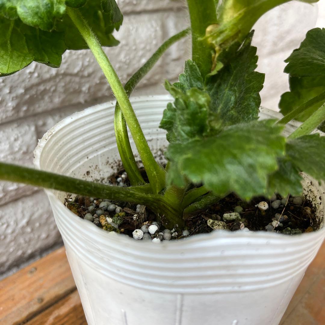 ラナンキュラス ラックス リーベラ