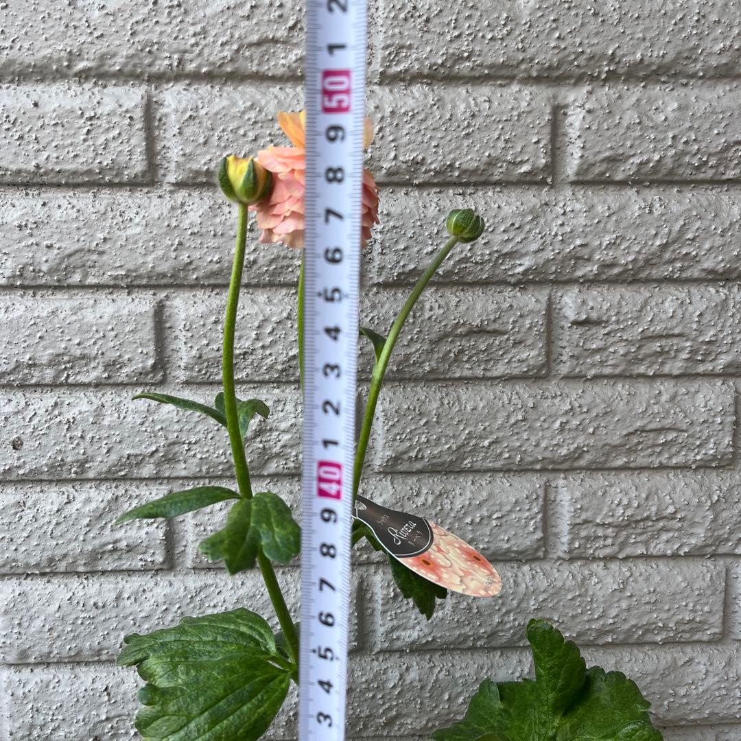 ラナンキュラス ラックス リーベラ