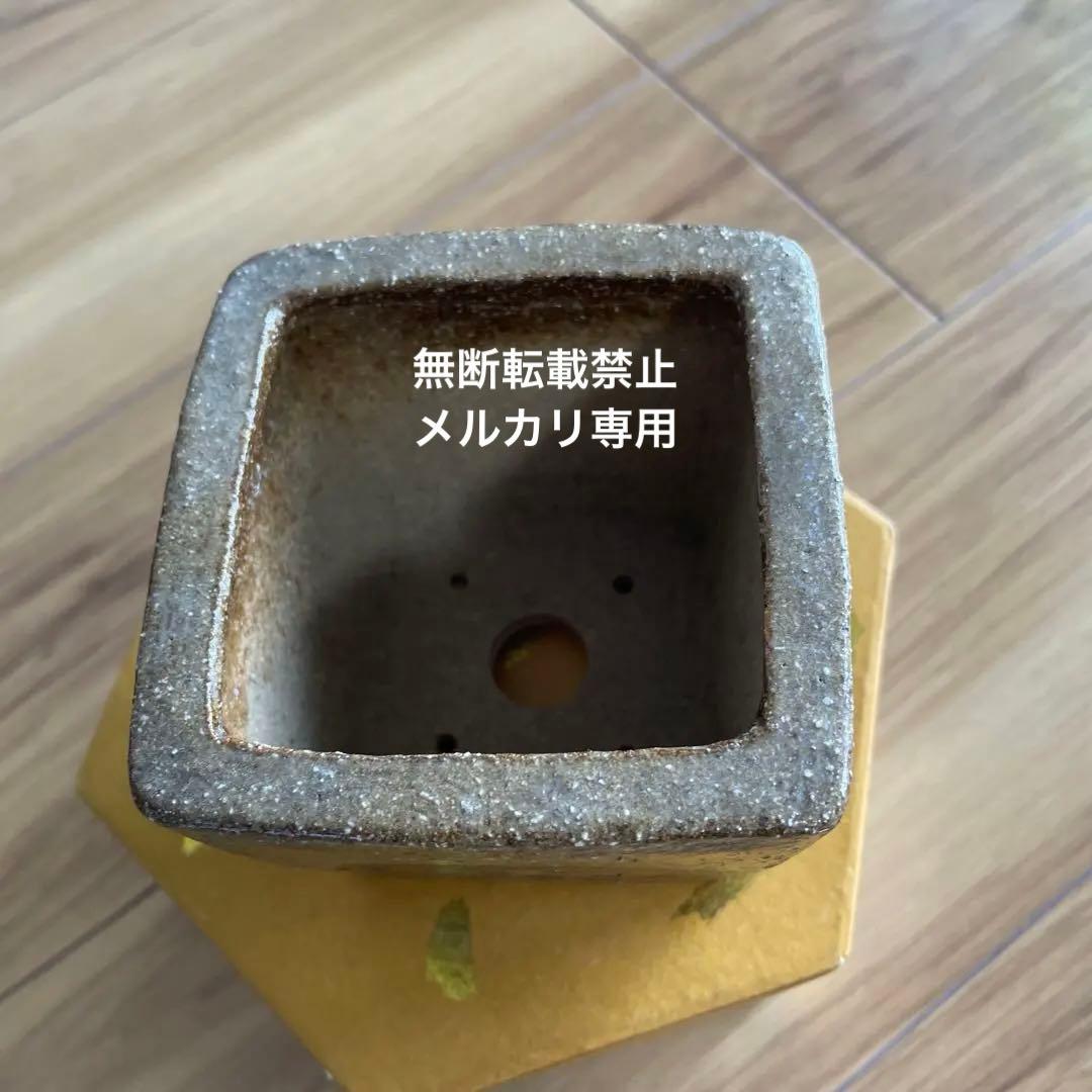 盆栽鉢　桑津香石　絵鉢　正方形　菖蒲　椿　小品盆栽