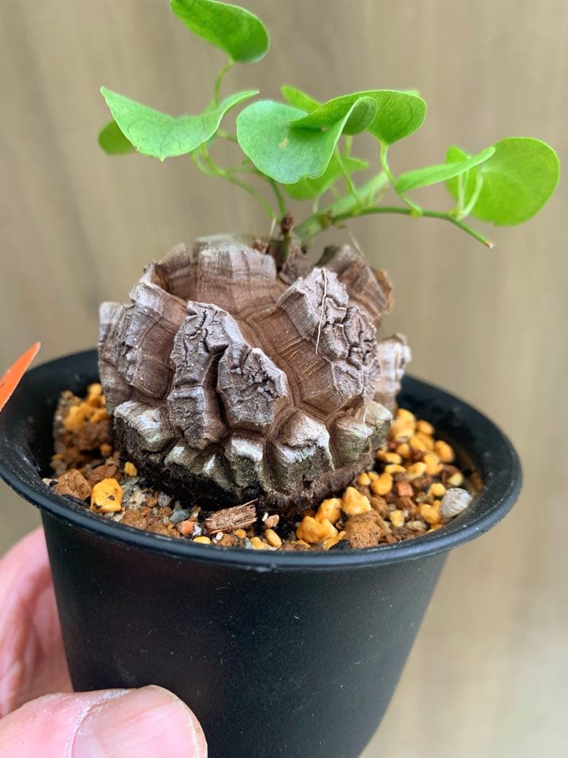 アフリカ亀甲竜　no68