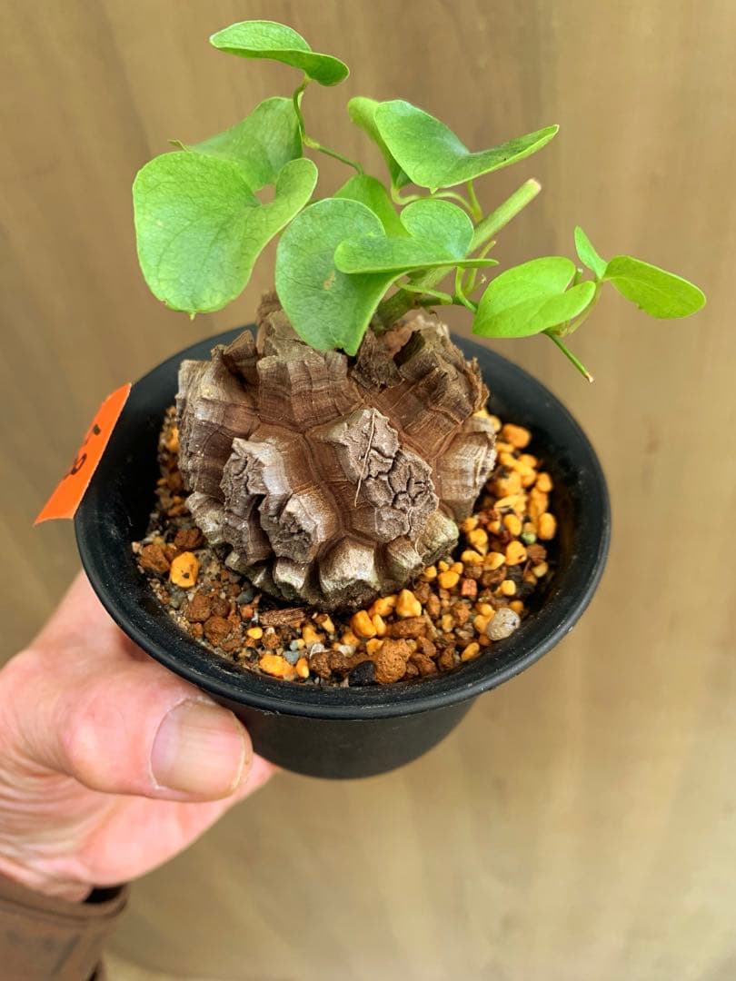 アフリカ亀甲竜　no68