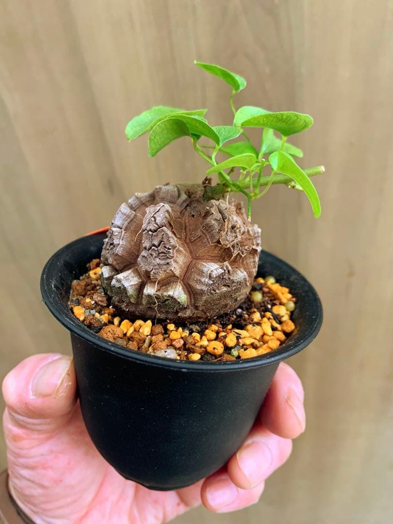 アフリカ亀甲竜　no68