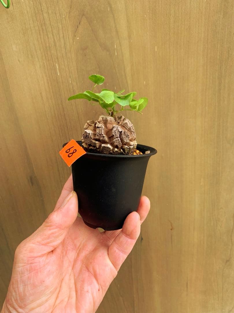 アフリカ亀甲竜　no68