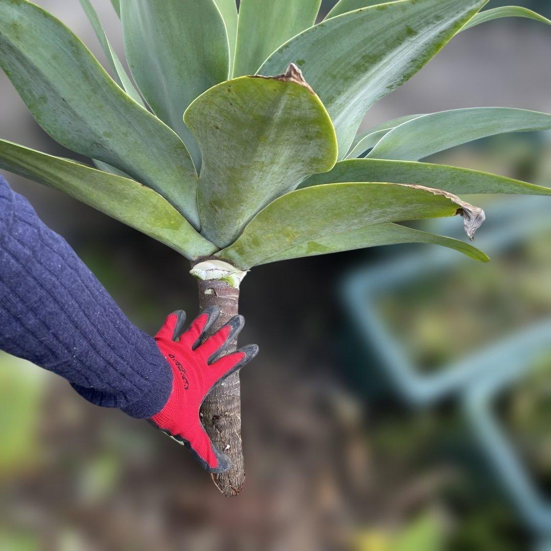 アガベ　アテナータ　ボーチンブルー　特大