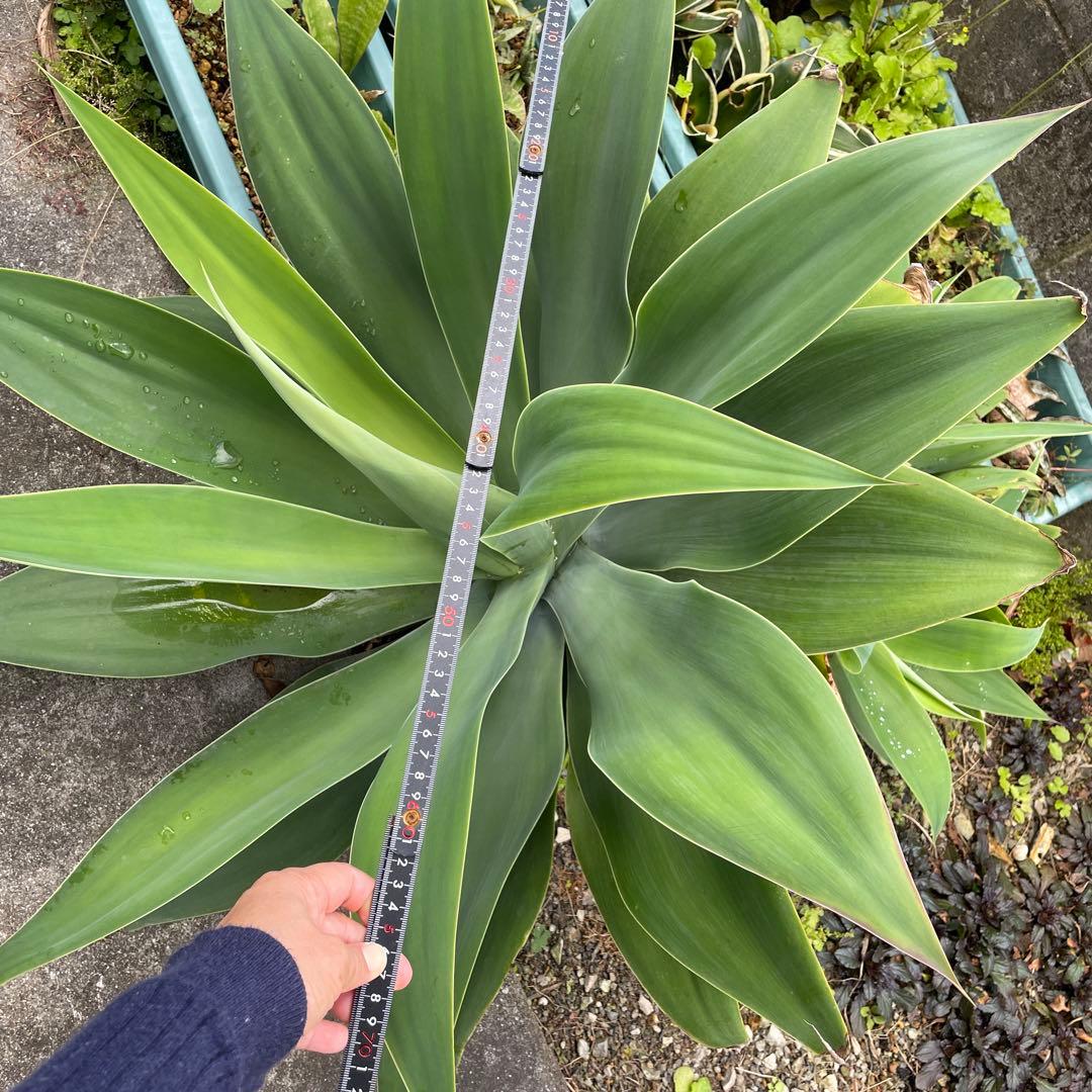 アガベ　アテナータ　ボーチンブルー　特大