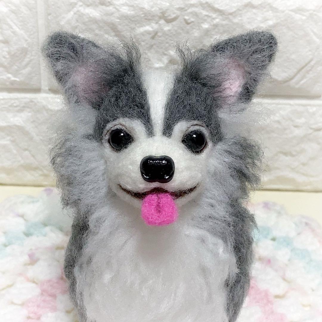 ブルータン♡チワワちゃん