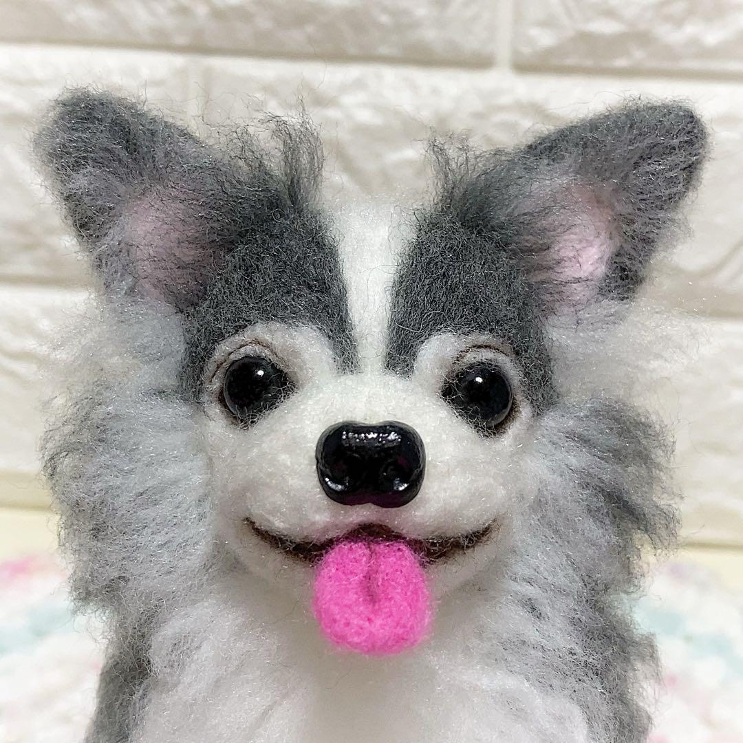 ブルータン♡チワワちゃん
