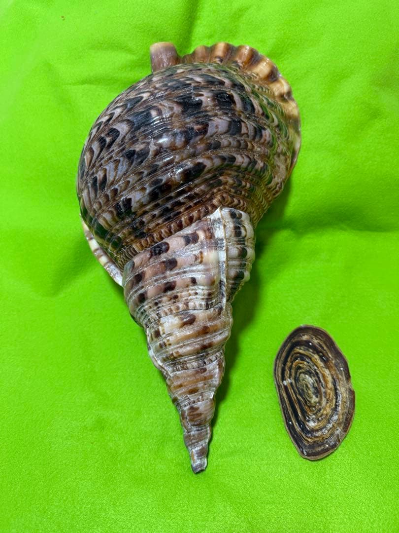 貝(沖縄の青い海の宝)ホラ貝　蓋付