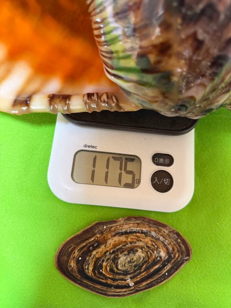 貝(沖縄の青い海の宝)ホラ貝　蓋付