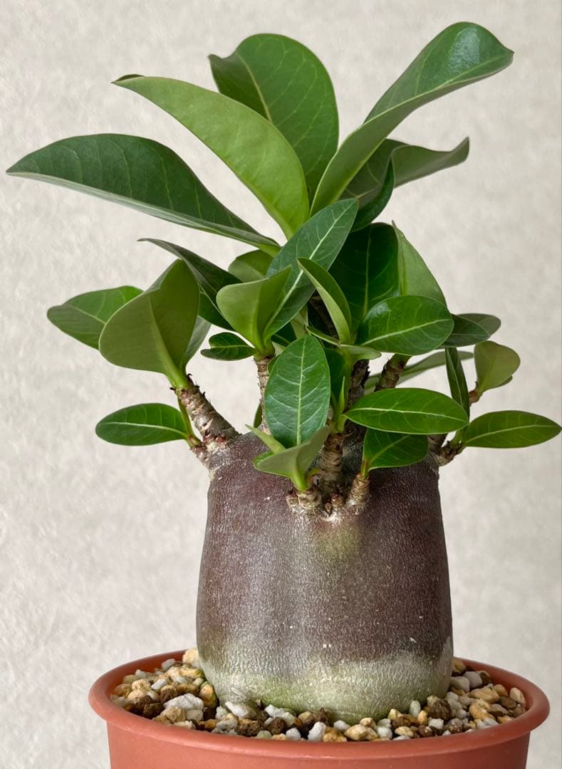 【激レア/ブラックスキン/極太/ドワーフ 】アデニウム カピ 鉢植えG-4