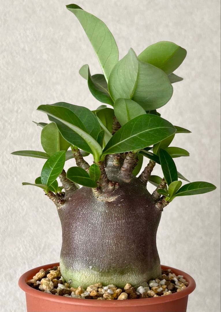 【激レア/ブラックスキン/極太/ドワーフ 】アデニウム カピ 鉢植えG-4