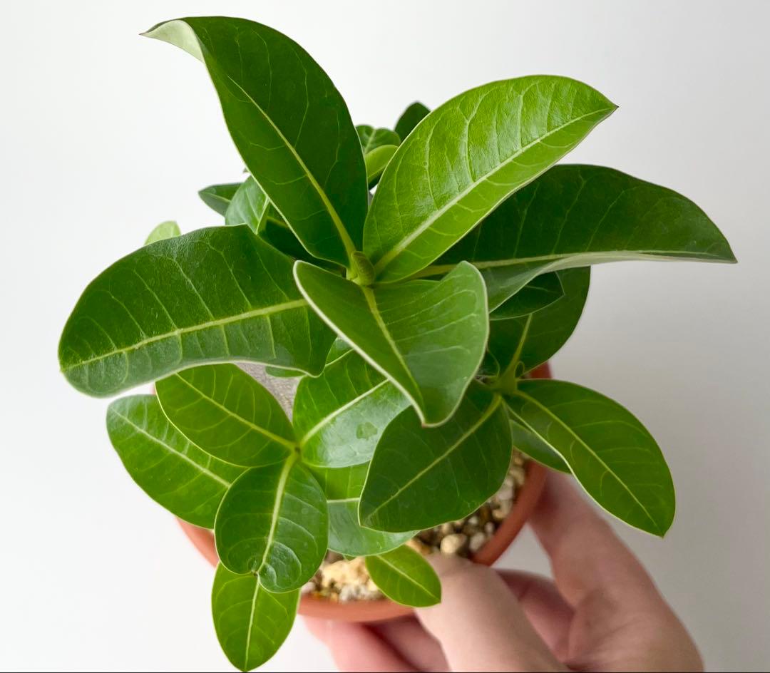 【激レア/ブラックスキン/極太/ドワーフ 】アデニウム カピ 鉢植えG-4