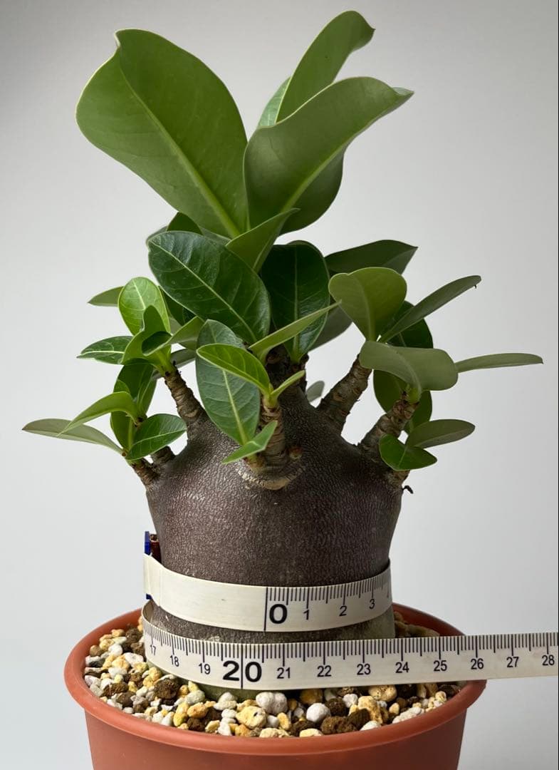 【激レア/ブラックスキン/極太/ドワーフ 】アデニウム カピ 鉢植えG-4