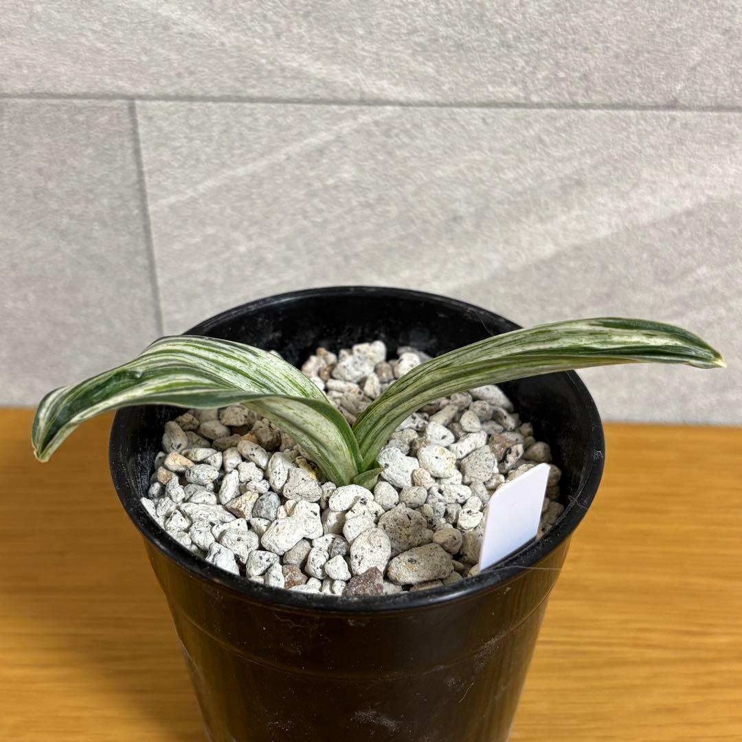 万年青　千代田の松　薄葉系　名鑑金文字　おもと