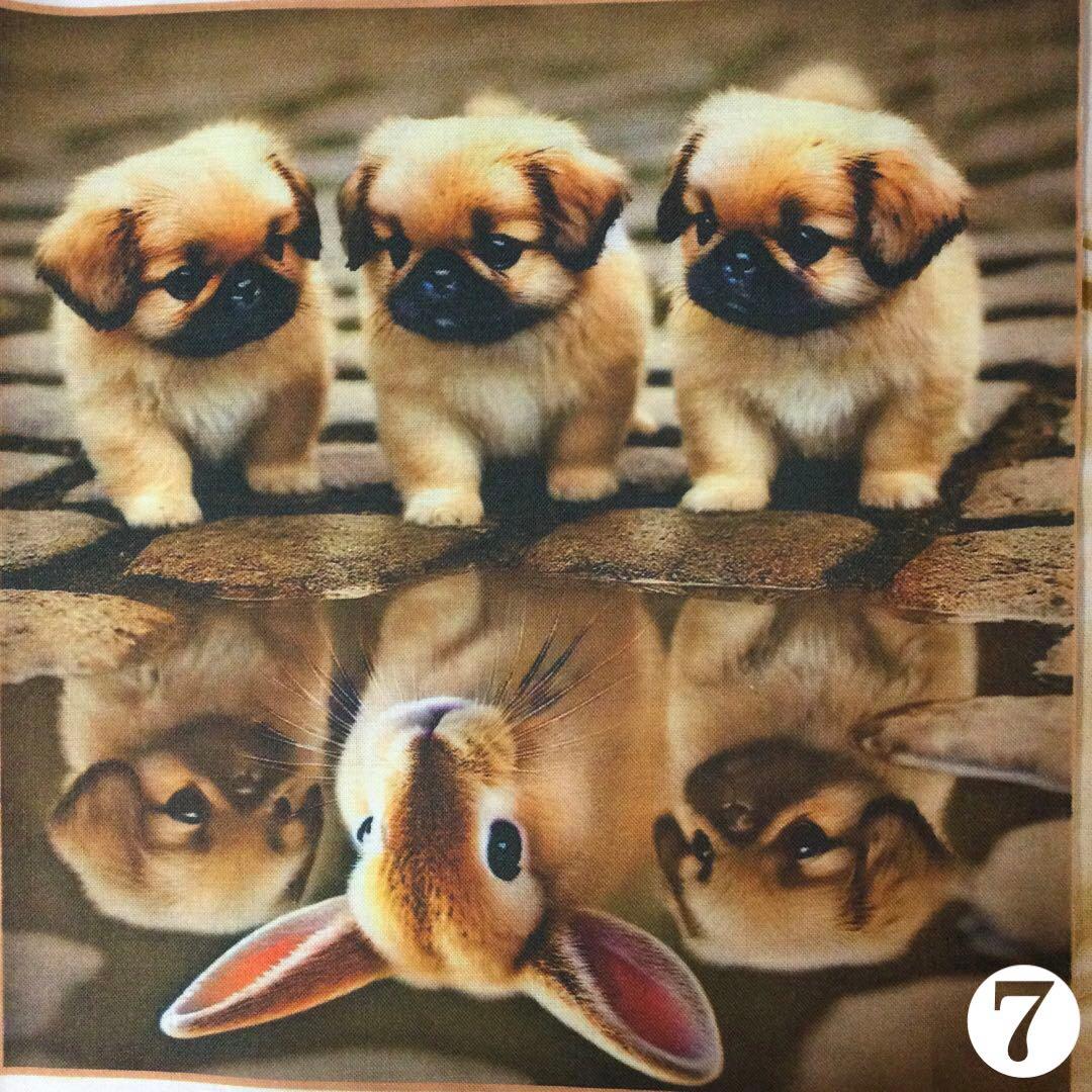 ＊オーダーパネルご紹介＊水たまりのビックリわんちゃんパネル(6枚)