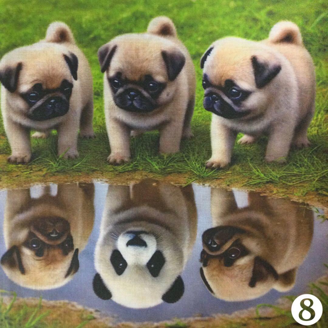 ＊オーダーパネルご紹介＊水たまりのビックリわんちゃんパネル(6枚)