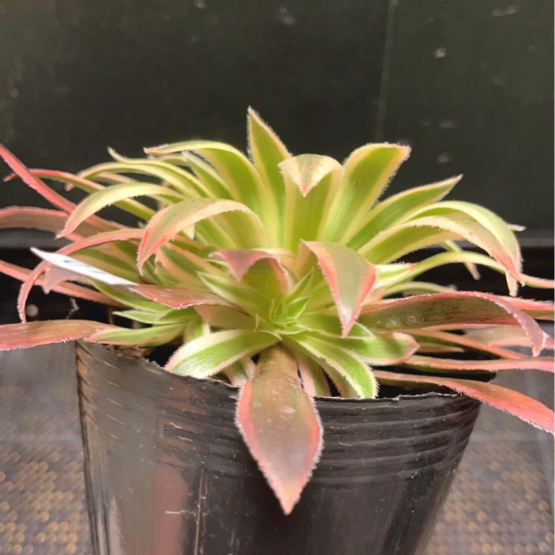 10#多肉植物アエオニウム錦❤️灰クジャク錦❤️1大頭3子芽19cm拔き苗”