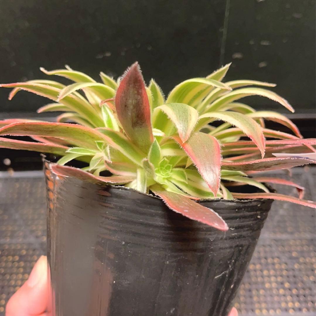 10#多肉植物アエオニウム錦❤️灰クジャク錦❤️1大頭3子芽19cm拔き苗”