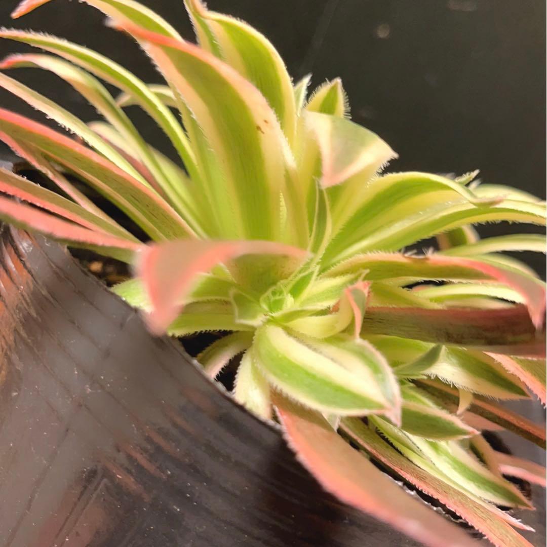 10#多肉植物アエオニウム錦❤️灰クジャク錦❤️1大頭3子芽19cm拔き苗”