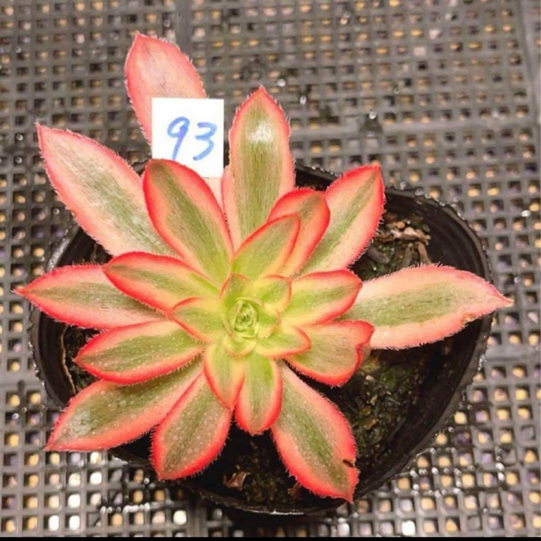 10#多肉植物アエオニウム錦❤️灰クジャク錦❤️1大頭3子芽19cm拔き苗”