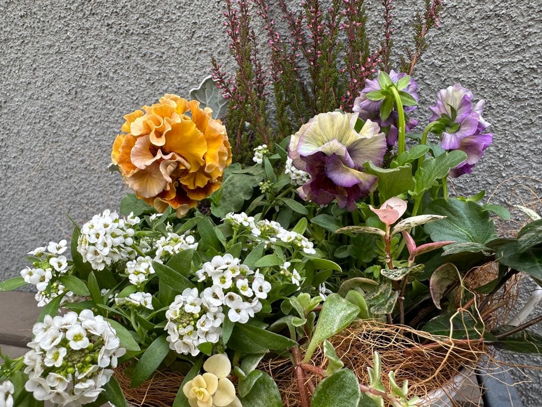 ローヴドゥアントワネットとアイクルールを使ったシックな寄せ植え