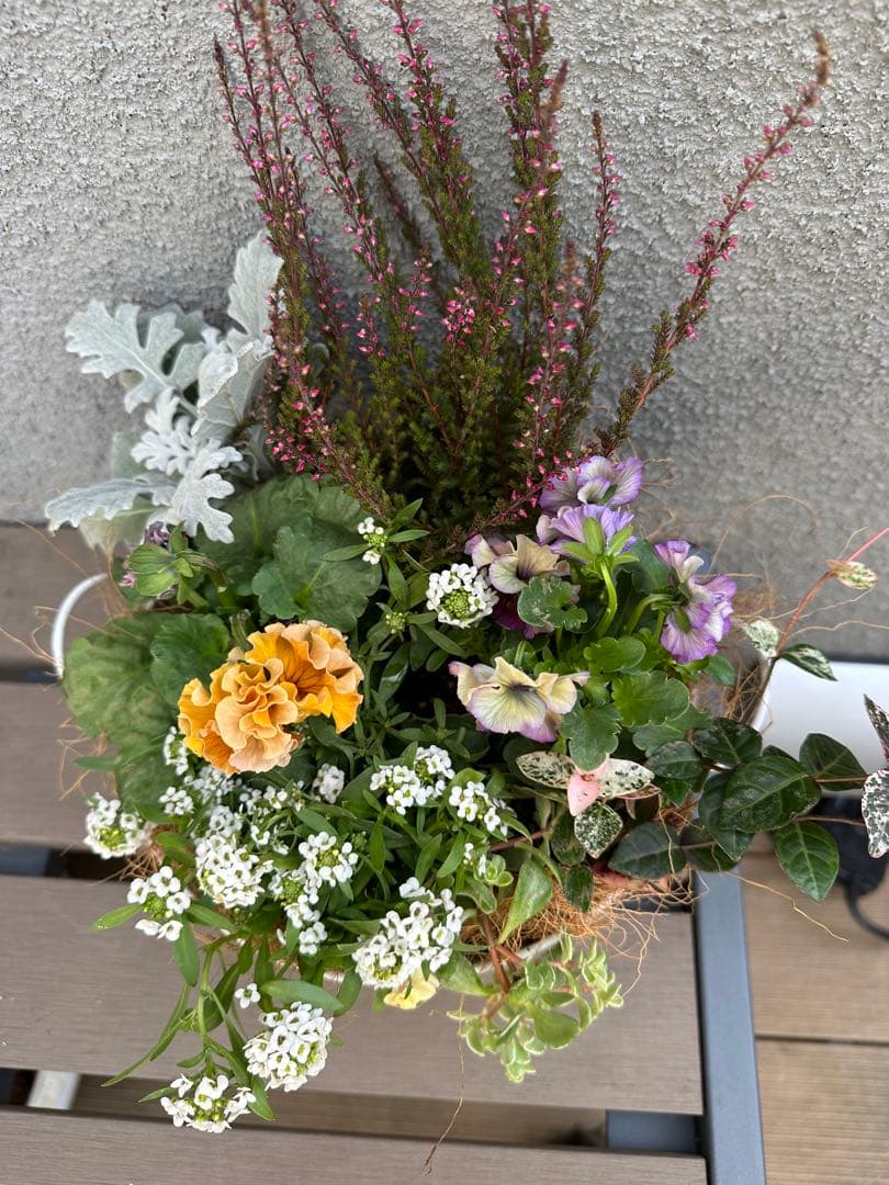 ローヴドゥアントワネットとアイクルールを使ったシックな寄せ植え