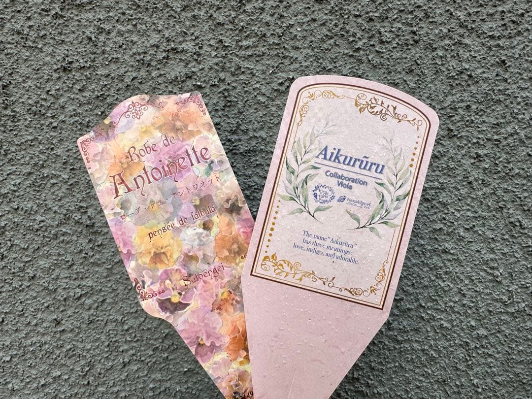 ローヴドゥアントワネットとアイクルールを使ったシックな寄せ植え