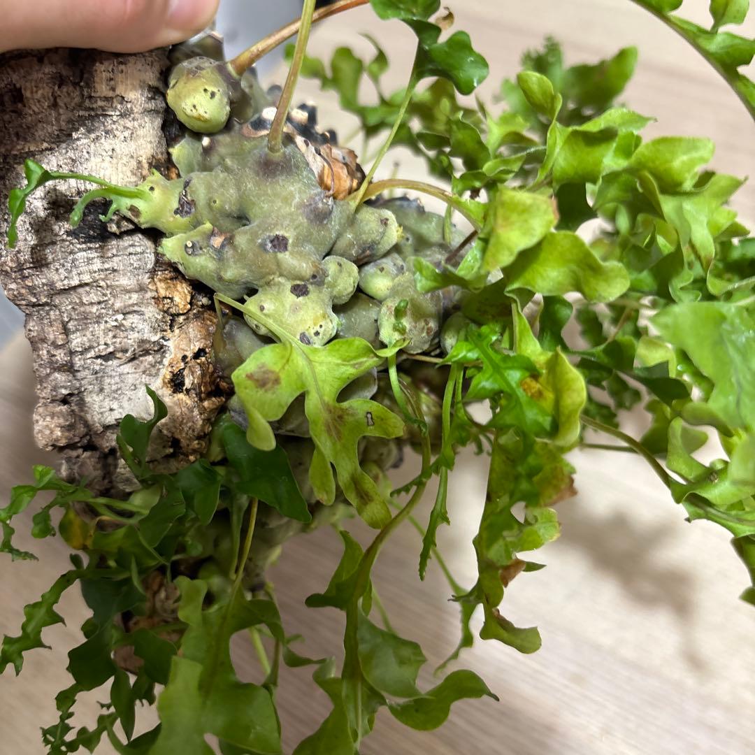 R*K様 Lecanopteris luzonensis レカノプテリスルゾネン