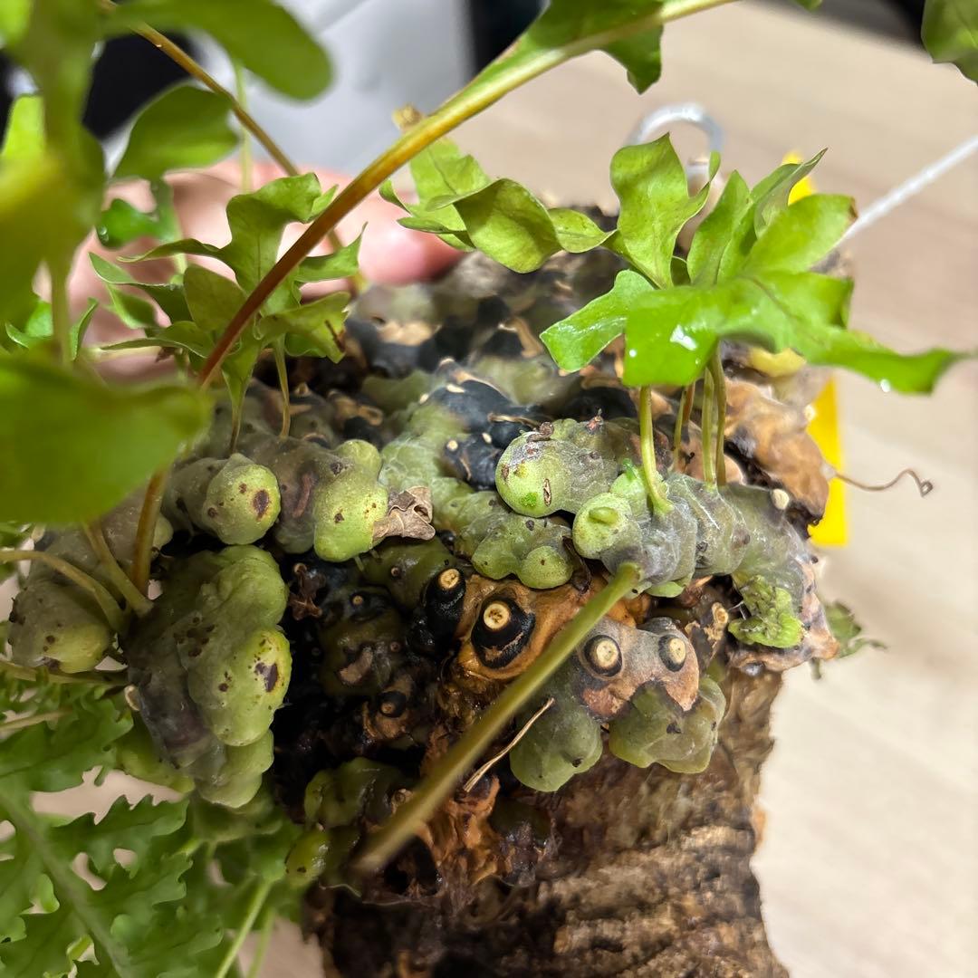 R*K様 Lecanopteris luzonensis レカノプテリスルゾネン