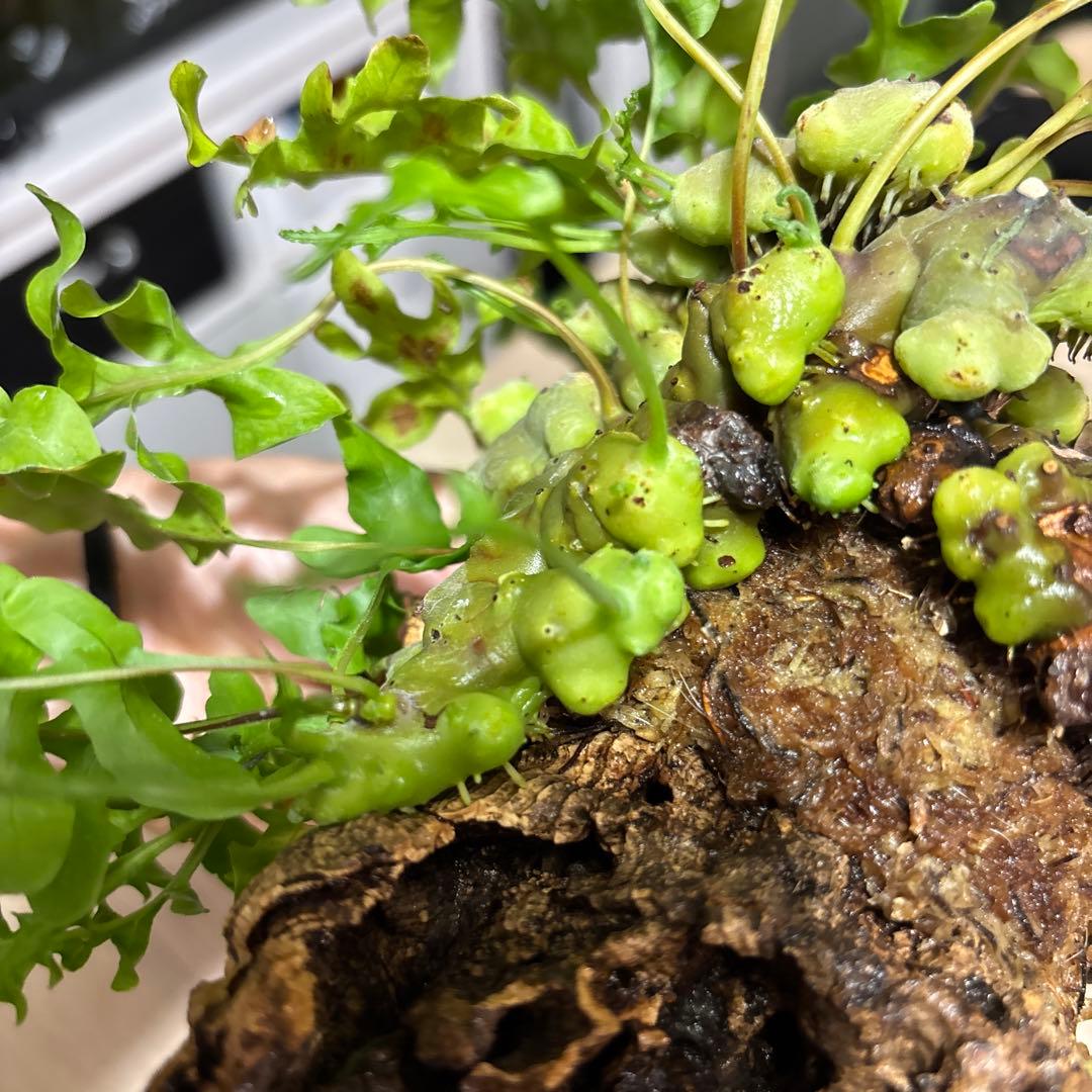 R*K様 Lecanopteris luzonensis レカノプテリスルゾネン